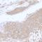 Phosphoglycerate Dehydrogenase antibody, A304-732A, Bethyl Labs, Immunohistochemistry frozen image 