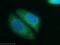 CAPRIN2 antibody, 20766-1-AP, Proteintech Group, Immunofluorescence image 