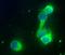 Ribosomal RNA 5.8S antibody, NB100-662, Novus Biologicals, Immunohistochemistry frozen image 