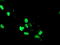 RING1 And YY1 Binding Protein antibody, TA504761, Origene, Immunofluorescence image 