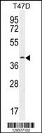 Fibulin 7 antibody, 55-691, ProSci, Western Blot image 