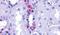 Probable G-protein coupled receptor 110 antibody, PA5-33608, Invitrogen Antibodies, Immunohistochemistry paraffin image 