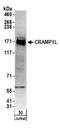 Cramped Chromatin Regulator Homolog 1 antibody, A304-095A, Bethyl Labs, Western Blot image 