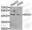 MAS1 Proto-Oncogene, G Protein-Coupled Receptor antibody, A8132, ABclonal Technology, Western Blot image 