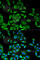 ACBP antibody, A5370, ABclonal Technology, Immunofluorescence image 