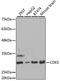 Cyclin Dependent Kinase 5 antibody, A5730, ABclonal Technology, Western Blot image 