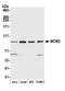 Minichromosome Maintenance Complex Component 3 antibody, A300-192A, Bethyl Labs, Western Blot image 