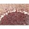 Glial Fibrillary Acidic Protein antibody, ENZ-30934, Enzo Life Sciences, Immunohistochemistry paraffin image 