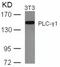 Phospholipase C Gamma 1 antibody, 79-426, ProSci, Western Blot image 