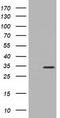 Myo-Inositol Oxygenase antibody, TA501478, Origene, Western Blot image 