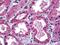 Solute Carrier Family 11 Member 2 antibody, 51-777, ProSci, Immunohistochemistry frozen image 