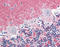 Septin 5 antibody, ADI-905-781-100, Enzo Life Sciences, Immunohistochemistry paraffin image 