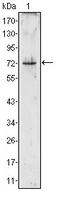 PR-3 antibody, AM06358PU-N, Origene, Western Blot image 