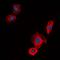 EGFR antibody, orb304744, Biorbyt, Immunocytochemistry image 
