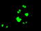 Protein Phosphatase 1 Regulatory Subunit 7 antibody, LS-C114710, Lifespan Biosciences, Immunofluorescence image 
