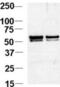 Nucleosome Assembly Protein 1 Like 1 antibody, abx030850, Abbexa, Western Blot image 