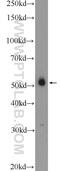 F-Box And Leucine Rich Repeat Protein 16 antibody, 25950-1-AP, Proteintech Group, Western Blot image 