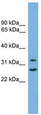 Follistatin-related protein 1 antibody, TA340152, Origene, Western Blot image 