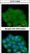 Leucine Rich Repeats And Guanylate Kinase Domain Containing antibody, GTX111979, GeneTex, Immunocytochemistry image 