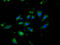 Neuroligin 3 antibody, LS-C673510, Lifespan Biosciences, Immunofluorescence image 