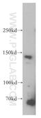 DNA-directed RNA polymerase III subunit RPC1 antibody, 17530-1-AP, Proteintech Group, Western Blot image 