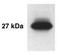 Kallikrein Related Peptidase 14 antibody, TA309717, Origene, Western Blot image 
