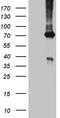 Glucose 1,6-bisphosphate synthase antibody, CF812136, Origene, Western Blot image 