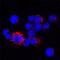 Cathepsin Z antibody, PA5-47048, Invitrogen Antibodies, Immunocytochemistry image 