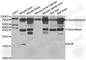 Neuroglobin antibody, A6477, ABclonal Technology, Western Blot image 