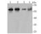 Methionyl Aminopeptidase 2 antibody, NBP2-80467, Novus Biologicals, Western Blot image 
