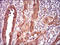 Histone Cluster 3 H3 antibody, orb153937, Biorbyt, Immunohistochemistry paraffin image 