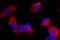 His tag antibody, 652511, BioLegend, Immunofluorescence image 