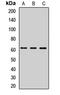 Zinc finger CCCH domain-containing protein 15 antibody, orb411652, Biorbyt, Western Blot image 