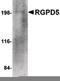 RGPD6 antibody, PA5-20546, Invitrogen Antibodies, Western Blot image 