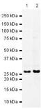 Synaptosome Associated Protein 25 antibody, PA5-19708, Invitrogen Antibodies, Western Blot image 