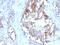 Sex Hormone Binding Globulin antibody, MBS439054, MyBioSource, Immunohistochemistry frozen image 
