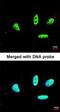 LIM Domain Binding 1 antibody, orb73983, Biorbyt, Immunofluorescence image 