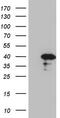 Cell Division Cycle Associated 8 antibody, M06612, Boster Biological Technology, Western Blot image 