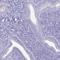 Immunity Related GTPase Cinema antibody, HPA060064, Atlas Antibodies, Immunohistochemistry frozen image 