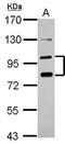Protocadherin Alpha 6 antibody, PA5-30768, Invitrogen Antibodies, Western Blot image 