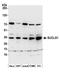 Succinate-CoA Ligase Alpha Subunit antibody, A305-279A, Bethyl Labs, Western Blot image 