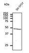 ATXN3 antibody, AB0089-200, Origene, Western Blot image 