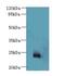 Nicolin 1 antibody, A67342-100, Epigentek, Western Blot image 