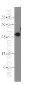 Sideroflexin 1 antibody, 12296-1-AP, Proteintech Group, Western Blot image 