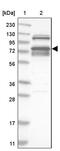 RNA Binding Motif Protein 28 antibody, PA5-55371, Invitrogen Antibodies, Western Blot image 