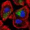 Zinc Finger Protein 615 antibody, NBP2-13587, Novus Biologicals, Immunofluorescence image 