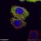 Vinculin antibody, 26520-1-AP, Proteintech Group, Immunofluorescence image 