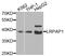 LDL Receptor Related Protein Associated Protein 1 antibody, LS-B14884, Lifespan Biosciences, Western Blot image 