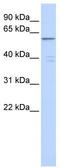 Zinc Finger Protein 141 antibody, TA343401, Origene, Western Blot image 