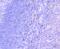 Nucleolysin TIA-1 isoform p40 antibody, NBP2-67203, Novus Biologicals, Immunohistochemistry paraffin image 